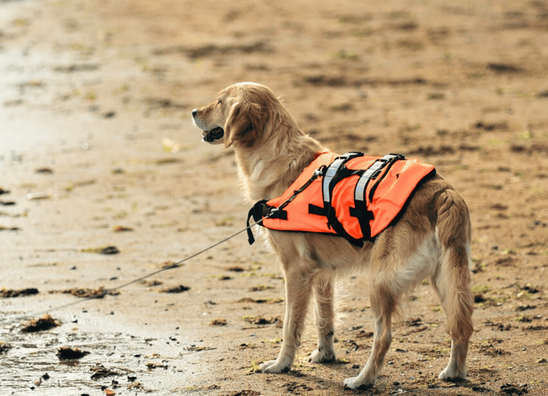 Discover why you should include a life vest in your dog's go to bag.