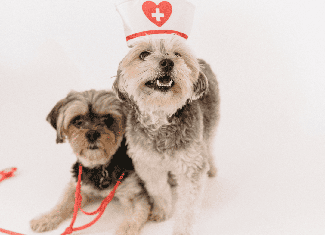 Discover how much medication you need in your dog emergency kit