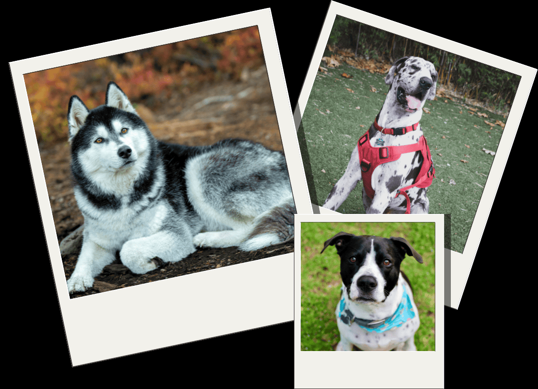 Discover why your dog's survival kit needs current photos