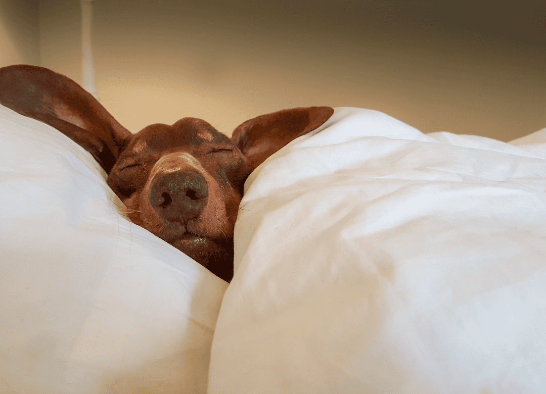 a cute pup sleeps in a bed at a dog-friendly hotel
