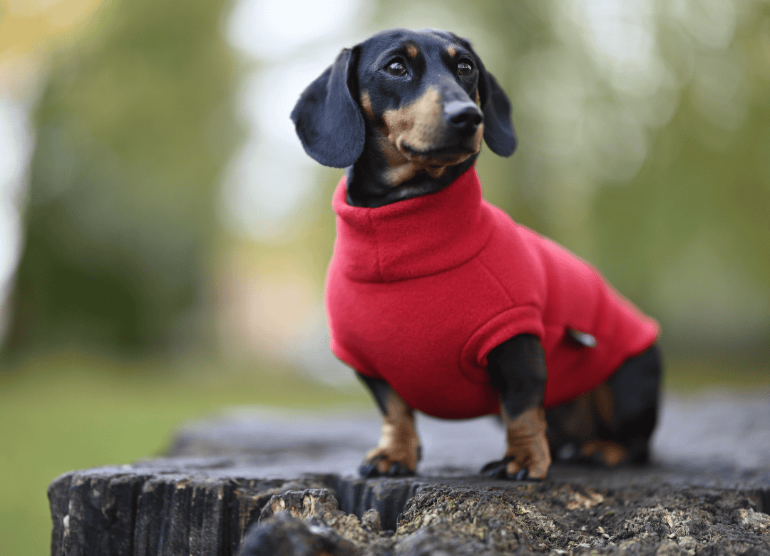 Discover why you should include a dog sweater in your pet's survival bag.