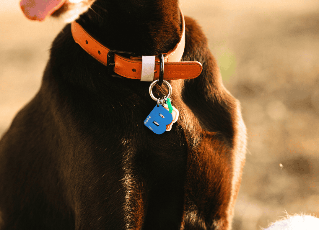 Discover why updated tags are critical when thinking about a dog survival kit