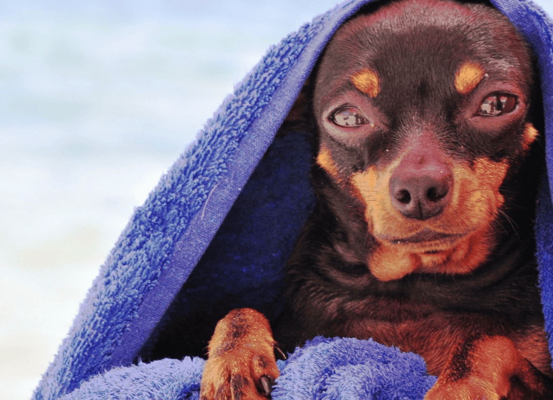 Learn why a towel is a great to include in your dog emergency kit