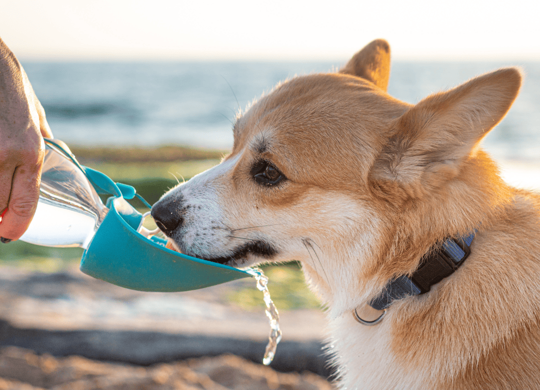Discover how much water you need in your dog emergency kit
