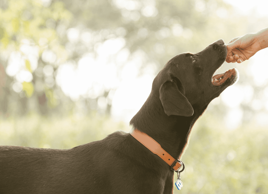 Discover how much of your pet's medication you need to include in your furry companion's emergency kit.