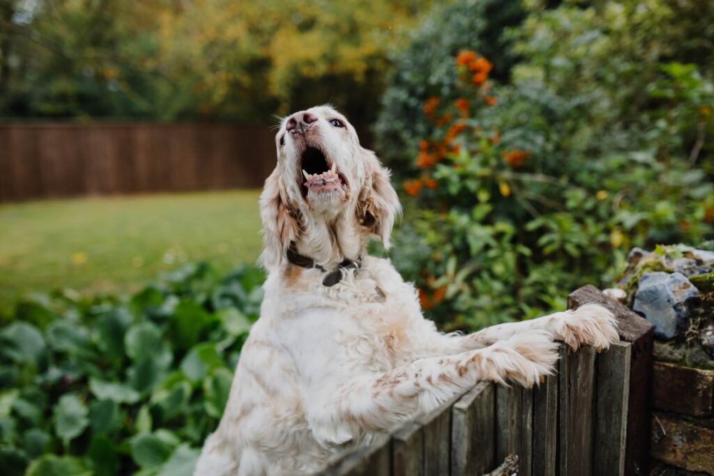 neighbor dog barking over a wooden fence