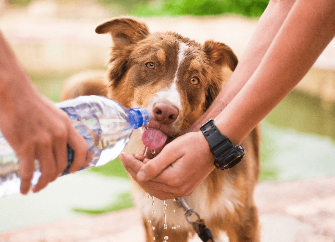 Discover who all should be on your evacuation and dog emergency kit