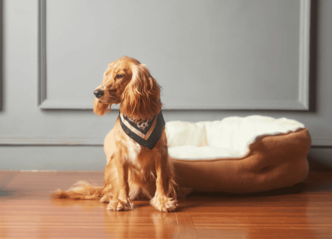 a pup with a bandana sits next to a bed in a dog-friendly hotel