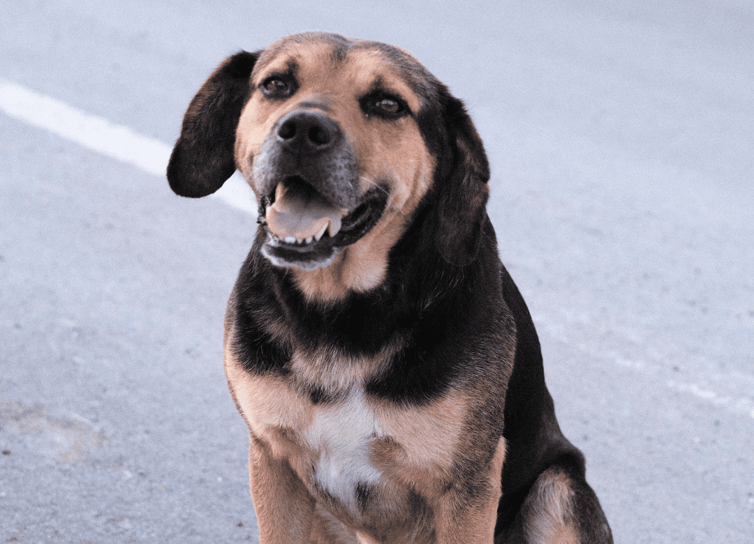 Learn why keeping to a routine like brushing or cleaning your dog's teeth during a disaster is a good idea.