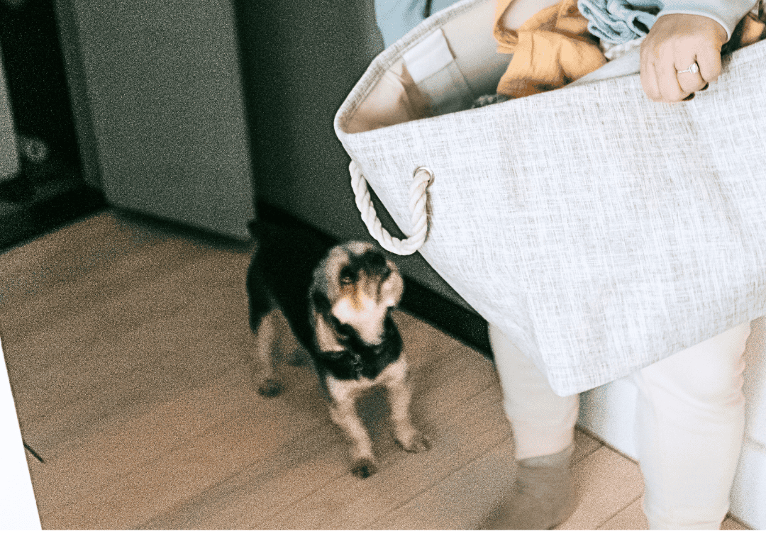 Discover why everyone needs a pet or dog emergency kit