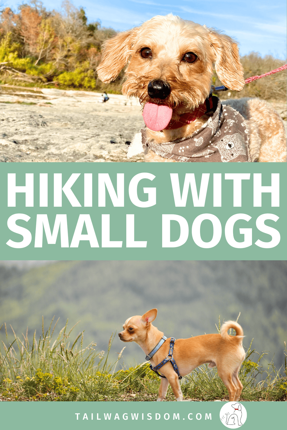 Love exploring trails with your pup? Discover practical dog hiking tips, smart dog hiking gear, and important hiking safety for dogs to make every dog-friendly hiking adventure more comfortable. For more great dog tips, visit tailwagwisdom.com