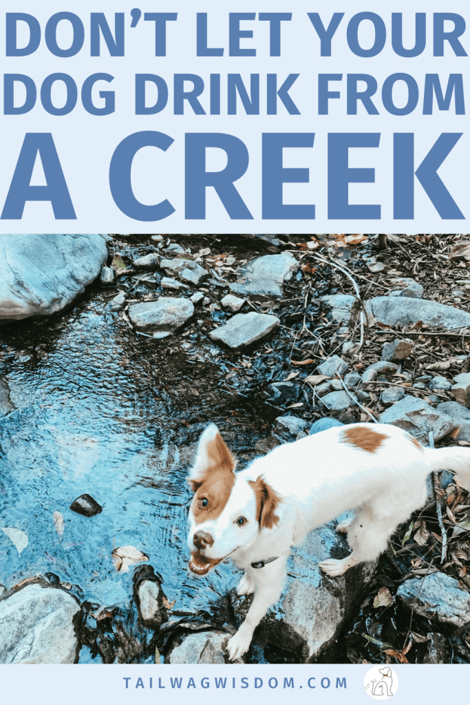 Can Puppies Eat Dirty Water photo
