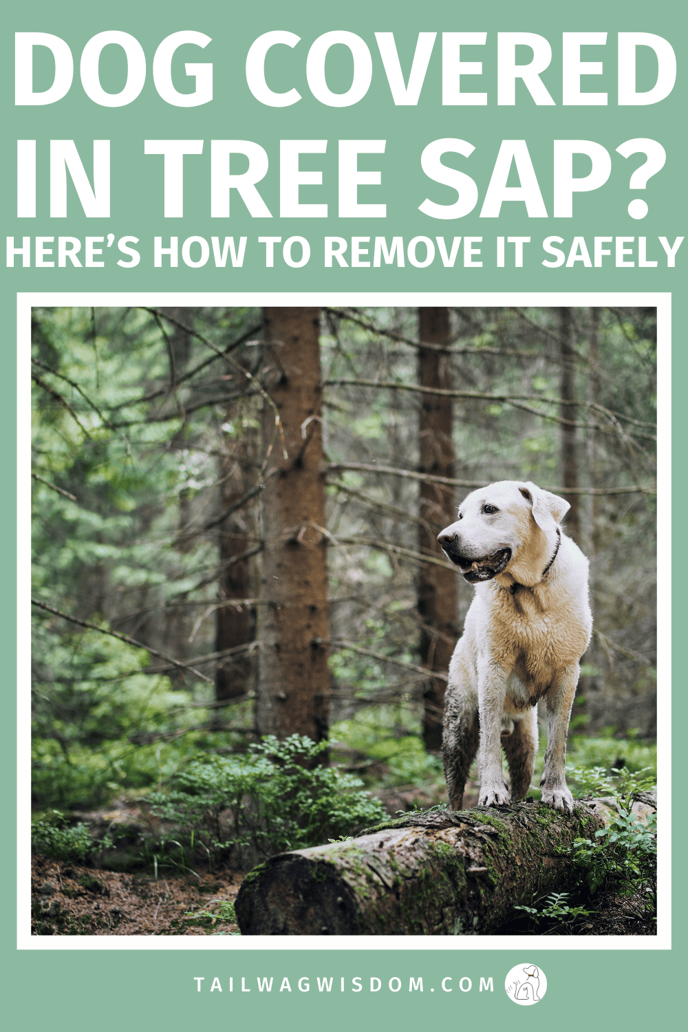 Dog covered in sticky tree sap after a walk? Learn how to remove sap from dog fur safely using simple household items. These easy dog grooming tips help remove dried sap, pine sap, and sticky resin from your dog's coat without cutting their hair. For more great dog tips, visit tailwagwisdom.com