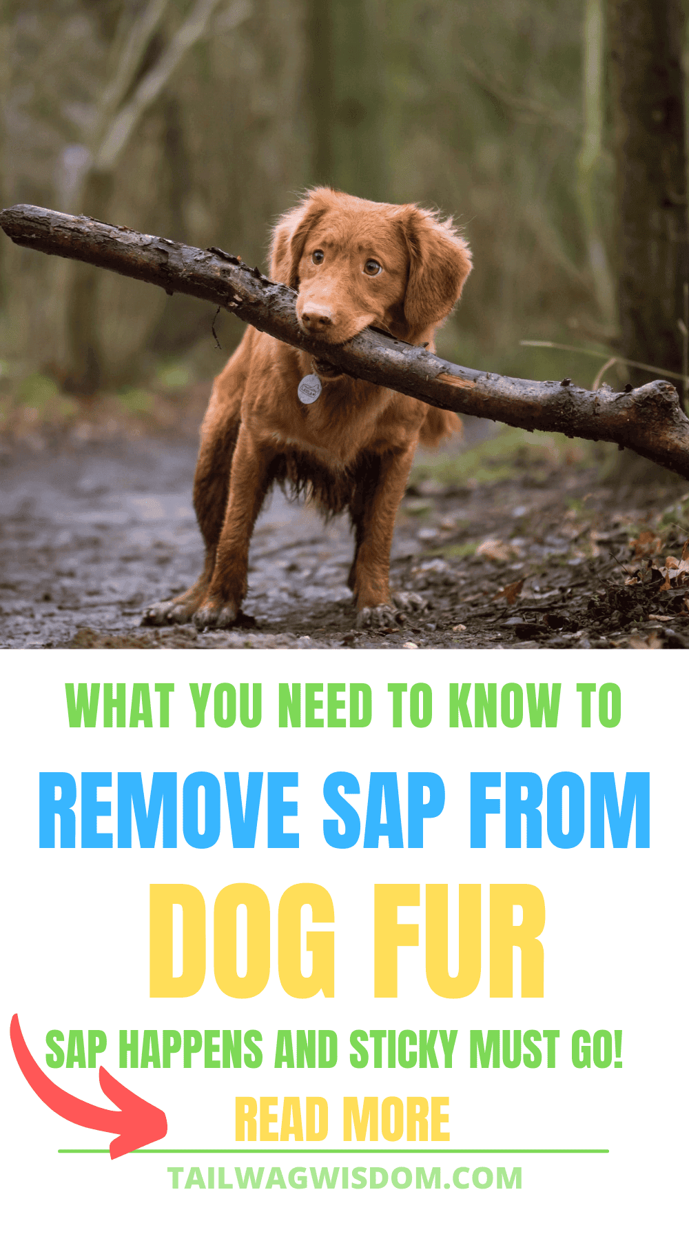 Easy Hack To Remove Sap From Dog’s Fur Tail Wag Wisdom
