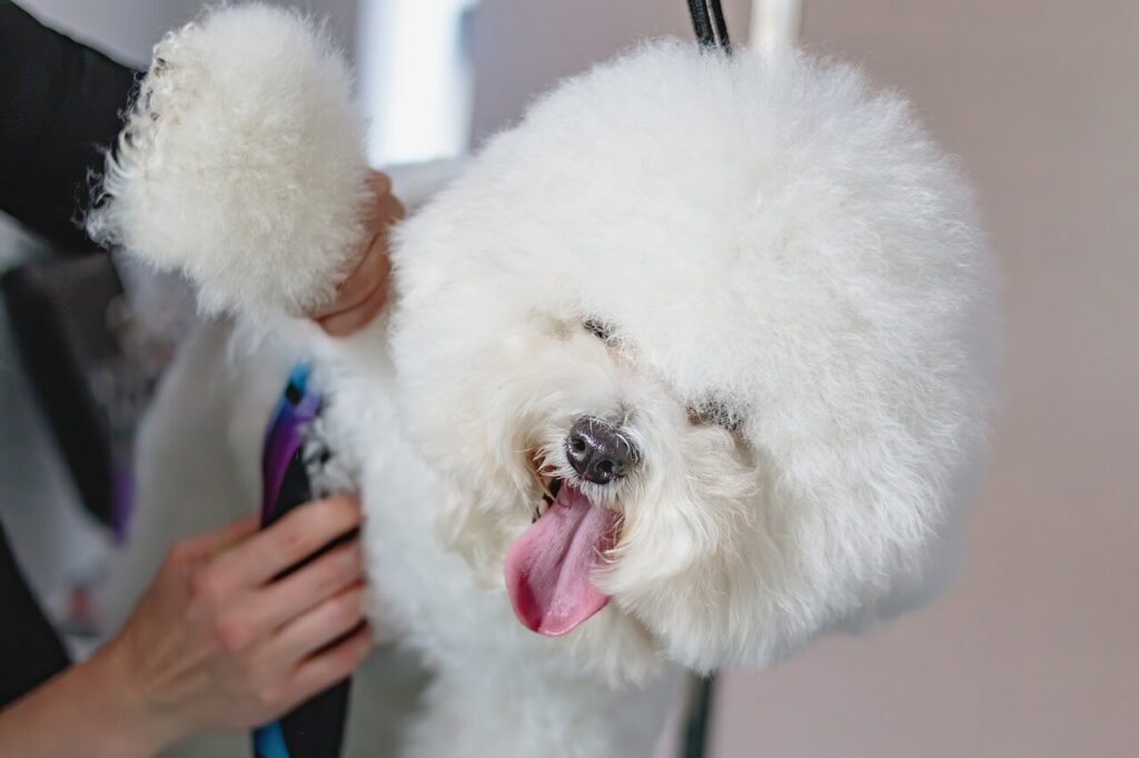 happy white fluffy dog getting groomed