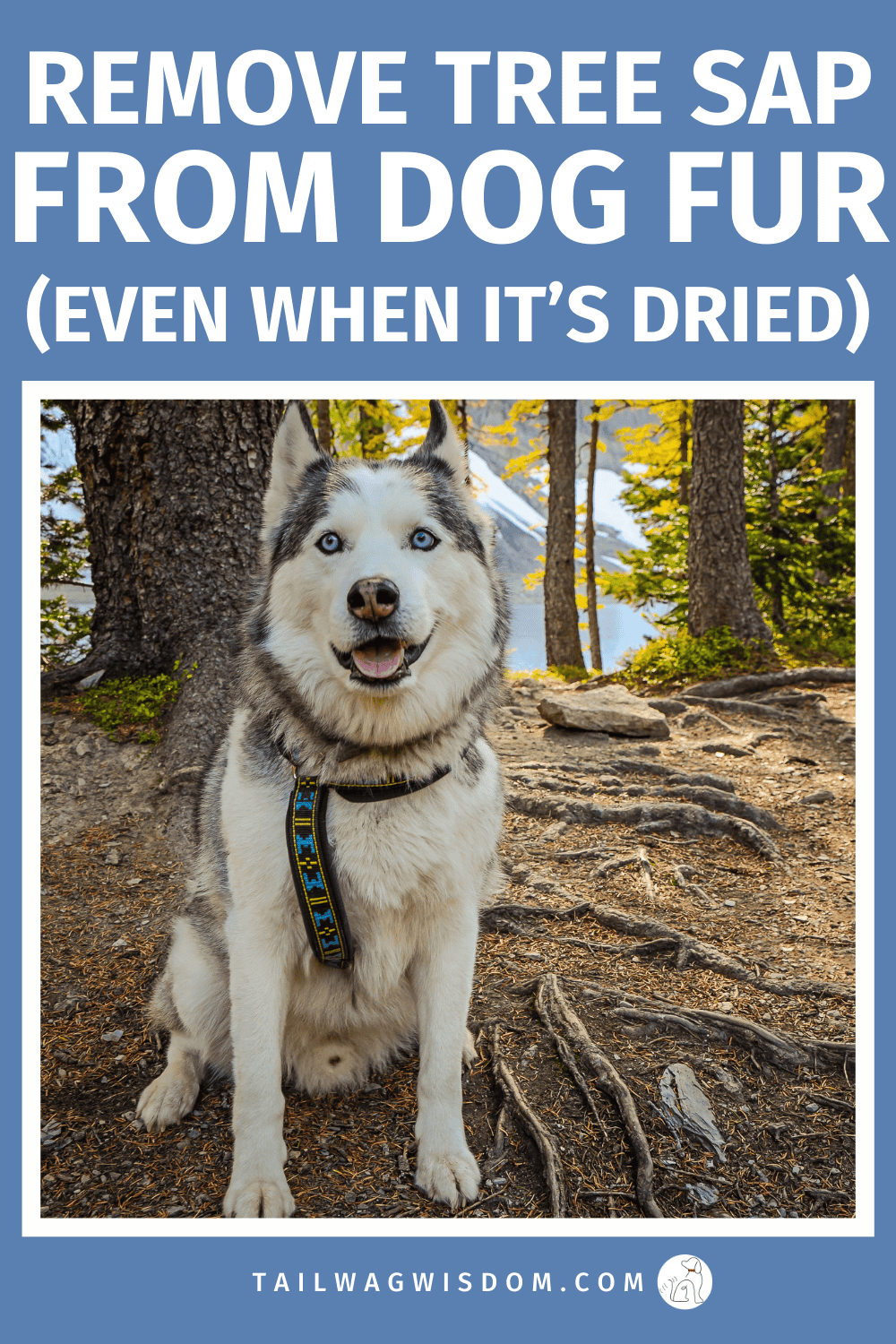 Dog got sticky tree sap stuck in their fur after a walk or hike? Learn how to remove sap from dog fur safely using simple household items like coconut oil or olive oil. This easy dog grooming trick works even for dried pine sap and helps prevent painful mats in your dog’s coat. Perfect dog care tips for messy outdoor adventures. For more dog care tips, visit tailwagwisdom.com
