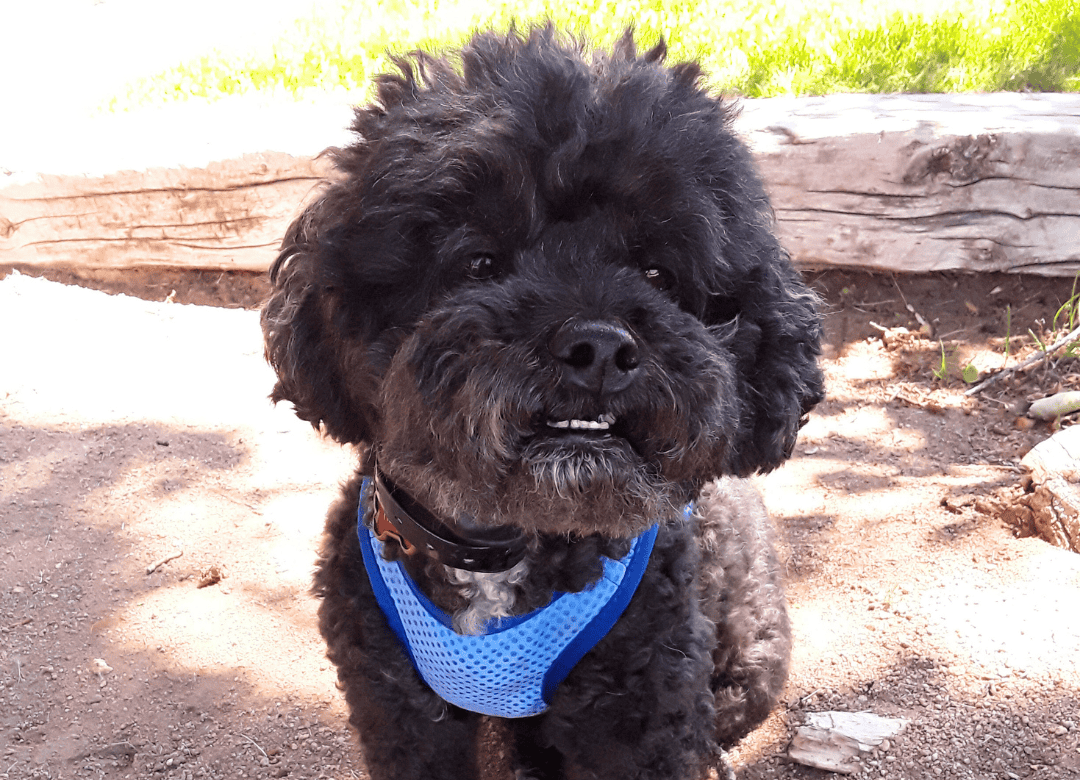 Henry enjoys a summer with one of his dog cooling vests