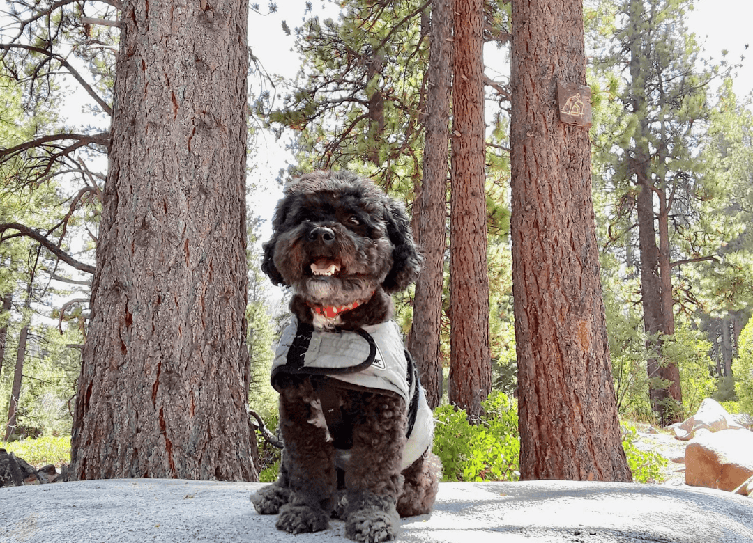 Henry enjoys a hike with the help of one of his dog cooling vests