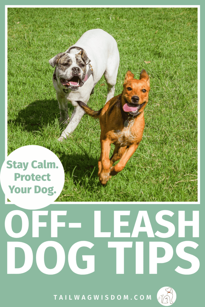 Unexpected off-leash dogs can turn a peaceful walk into a stressful situation. Learn practical dog safety tips, smart dog care tips, and simple ways to protect your pup on every outing. Get more dog care tips at tailwagwisdom.com