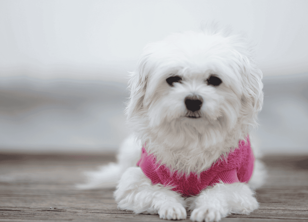 a cute little white pup enjoys summer with the help of dog cooling vests