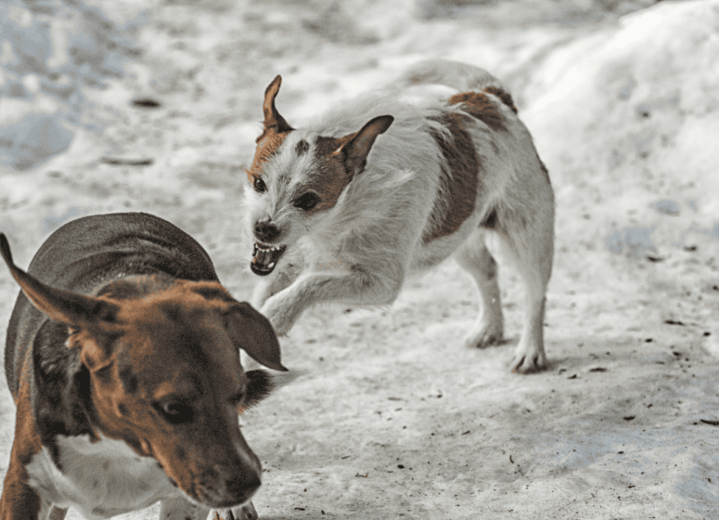ab aggressive dog attacks a brown dog