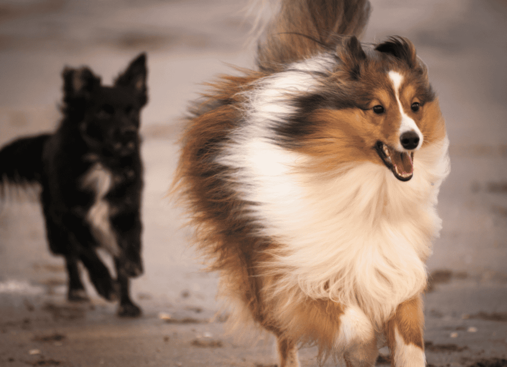 two running dogs attack