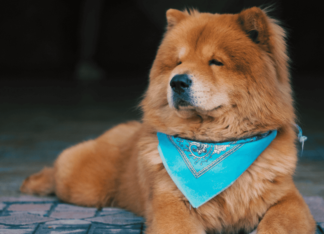a chow chow enjoys summer with a cooling bandana