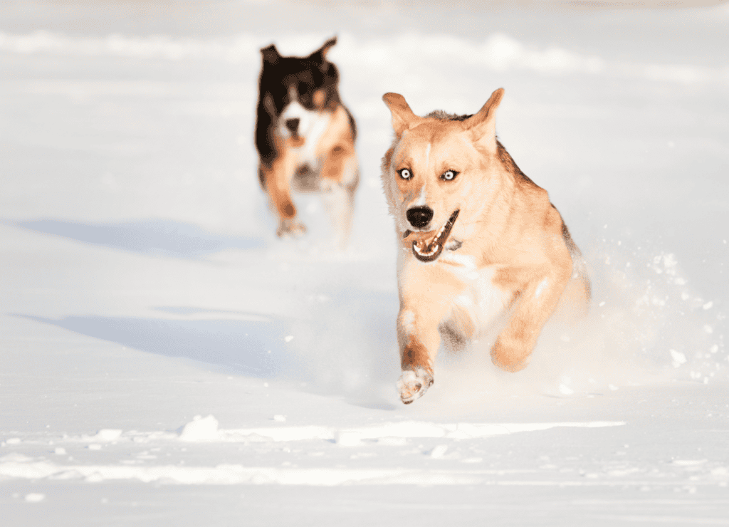 a black and tan dog run through the snow to attack