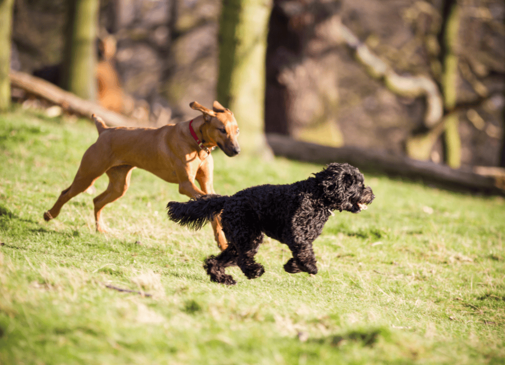 two dogs run on grass ready to attack