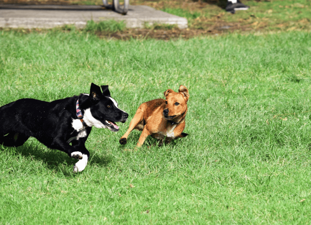 a black and brown dog get ready to attack