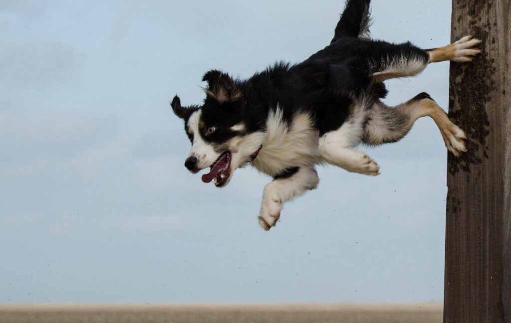 border collie jumping off wall as dogs learn weird behaviors