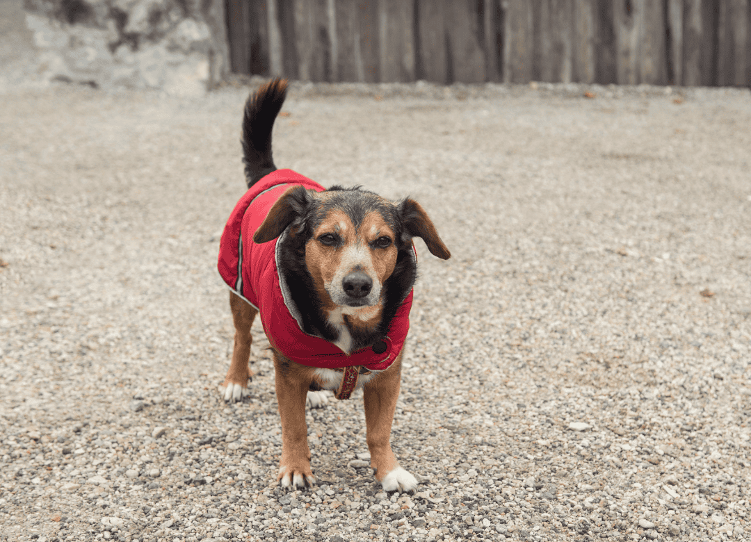 a cute pup enjoy summer with the help of dog cooling vests