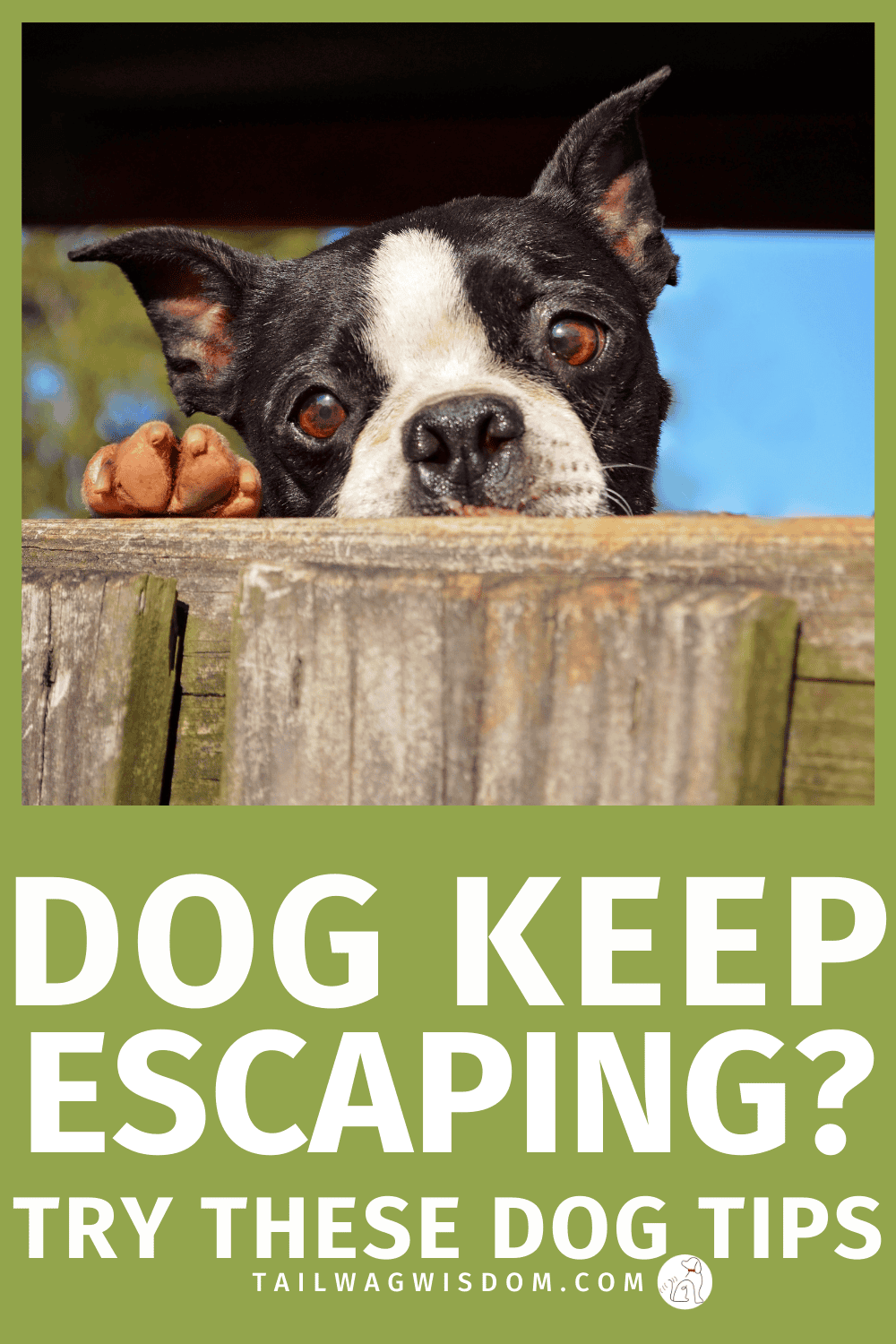 Struggling with a dog who thinks your fence is optional? These easy dog fence jumping solutions will save your sanity and your wallet. Perfect for dog moms who need quick dog care tips, dog behavior help, and backyard hacks that actually work. Don’t wait until your escape artist makes another break for it—see what fixes you’re missing! Find more great dog tips at tailwagwisdom.com