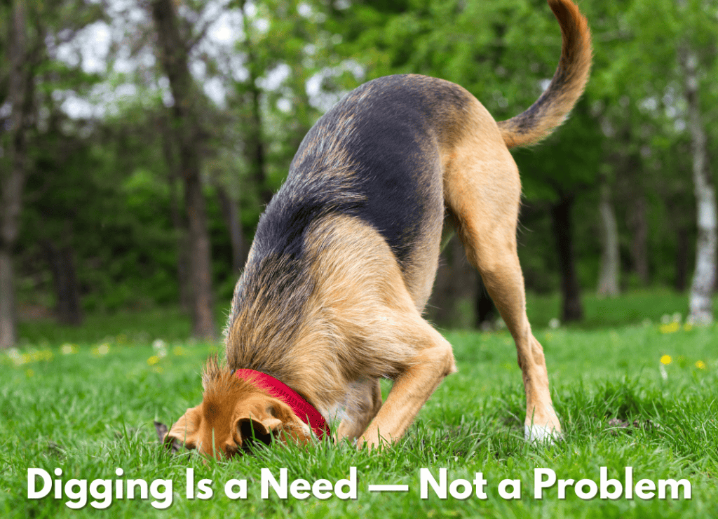 a German Shepherd enjoys dog yard digging
