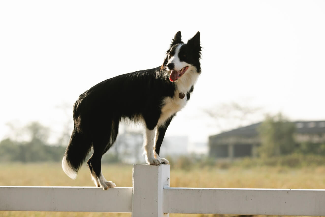 border collie jumping fence