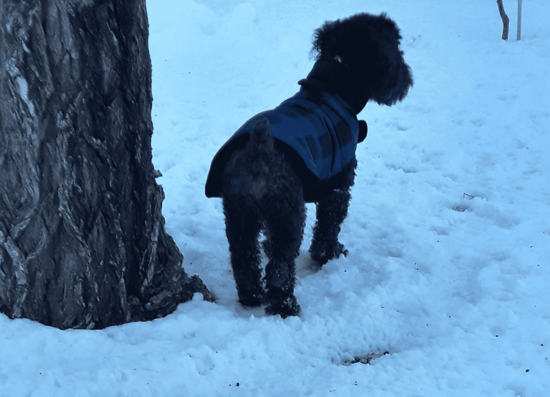 Henry looks at something in the distance as it begins to get dark on his nighttime dog walk. 