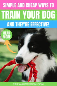 cost effective dog training