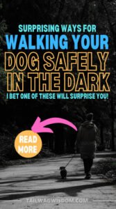unique tricks for walking your dog safely in the dark