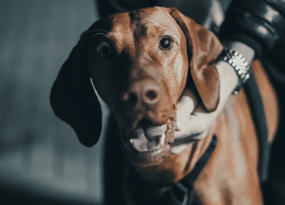 Learn about walking your dog safely after dark