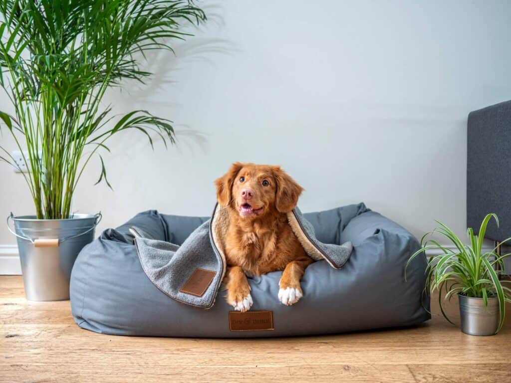 unique places to find dog equipment for less including dog beds