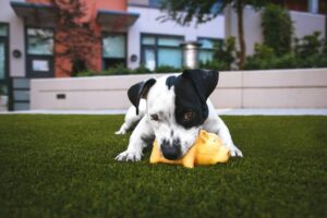 how to find dog equipment for less like artificial turf where this puppy is playing 