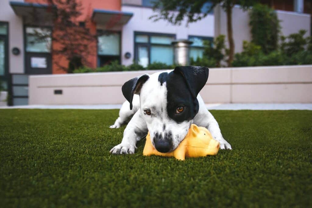 how to find dog equipment for less like artificial turf where this puppy is playing