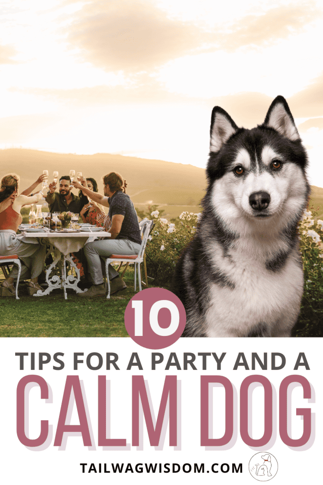 Are you looking for ideas for hosting a party with your dog? These simple ideas help your dog chill while you enjoy house guests, party time, and themed events. Get the best dog and people tips that actually work! Find more great dog tips at tailwagwisdom.com