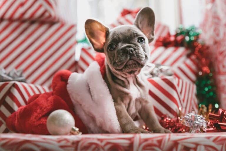 Best DIY Gifts For Dog Parents Tail Wag Wisdom