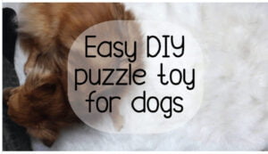 Cheap interactive DIY dog toys to turn bored dog into a happy dog