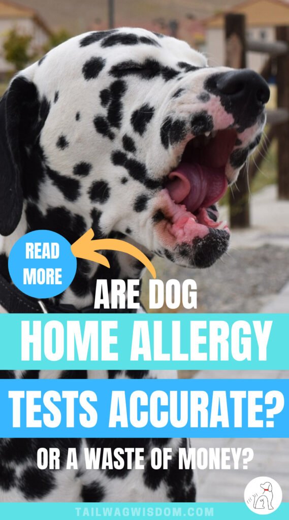 cute dalmatian puppy yawns as his human wonders if a dog home allergy test is worth the money