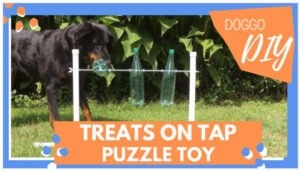 fun and easy way to turn your bored dog to a happy dog with DIY toys