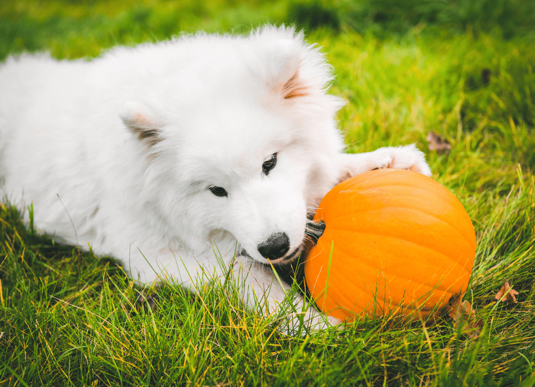 a white husky know the benefits of pumpkin for dogs