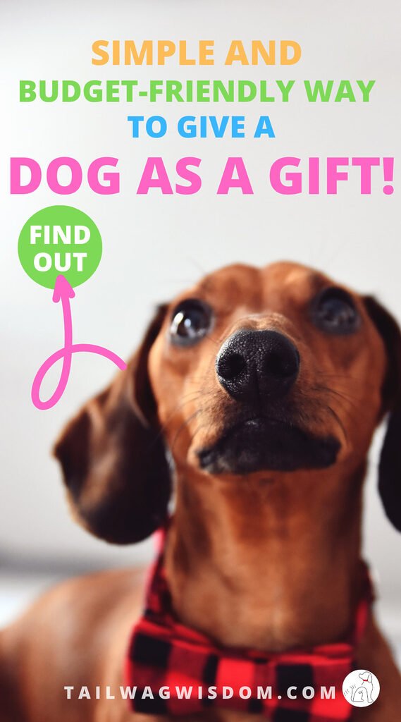 cute dog looks to be a dog as a gift in the right way