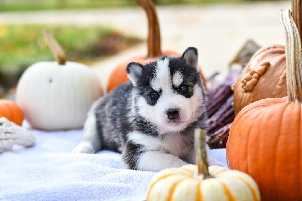 happy puppy knows that pumpkin can cut dog costs